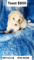 Toast est.6-6.5lbs, a male Poodle - Toy  for sale in Southgate, MI – Photo 1 of 3