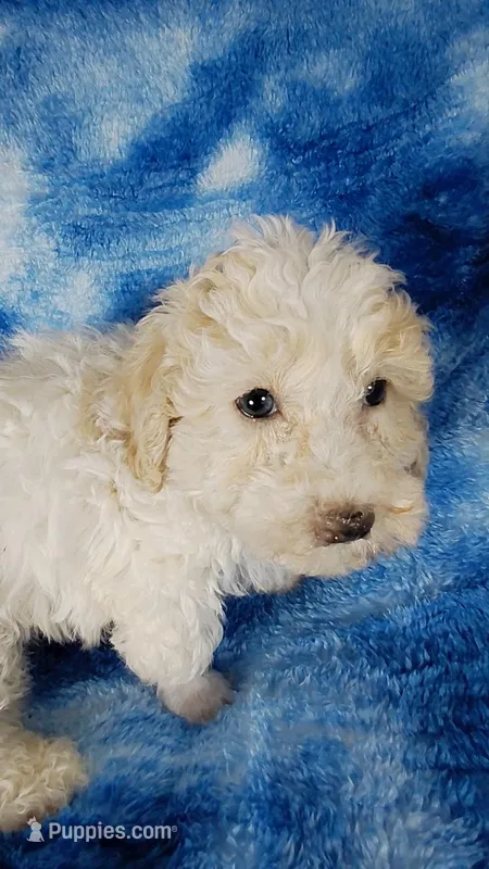 Toast  – Poodle - Toy  puppy for sale in Southgate, MI