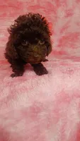 Prue 6 lbs Estimate see Video, a female Poodle - Toy  for sale in Southgate, MI – 3 of 6