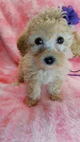 Dotty, a female Poodle - Toy  for sale in Southgate, MI – 8 of 10