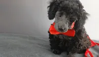 Wes Blue/gray toy poodle, a male Poodle - Toy  for sale in Southgate, MI – 3 of 9