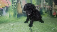 Prue F 5.5-6 lbs Estimate, a female Poodle - Toy  for sale in Southgate, MI – 7 of 10
