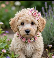 Vivian toy poodle, a female Poodle - Toy  for sale in Southgate, MI – 3 of 10