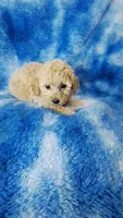 Dott, a female Poodle - Toy  for sale in Southgate, MI – 9 of 10