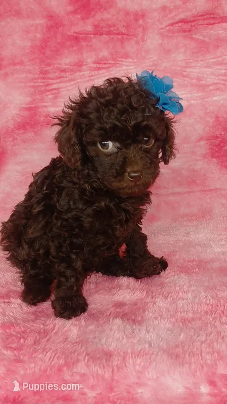 Piper F charting to be 5.5-6lbs – Poodle - Toy  puppy for sale in Southgate, MI