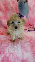 Dotty, a female Poodle - Toy  for sale in Southgate, MI – 7 of 10