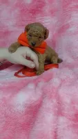 Blinky, a male Poodle - Toy  for sale in Southgate, MI – 8 of 9