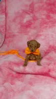 Clyde, a male Poodle - Toy  for sale in Southgate, MI – 3 of 5