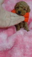 Blinky, a male Poodle - Toy  for sale in Southgate, MI – 6 of 9