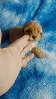 Wacko, a male Poodle - Toy  for sale in Southgate, MI – 4 of 6