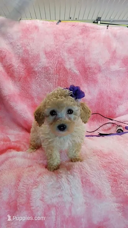 Dotty – Poodle - Toy  puppy for sale in Southgate, MI