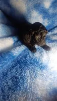 Yacko, a male Poodle - Toy  for sale in Southgate, MI – 5 of 8