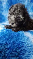 Gray toy poos start out black, a male Poodle - Toy  for sale in Southgate, MI – 3 of 10