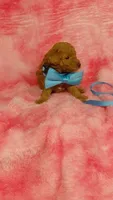 Inky, a male Poodle - Toy  for sale in Southgate, MI – 4 of 8