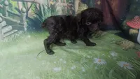 Pixie under 4lbs estimate, a female Poodle - Toy  for sale in Southgate, MI – 3 of 10