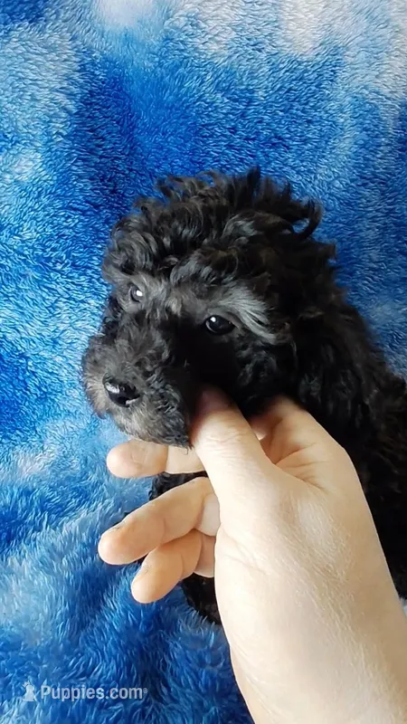 Wesley will turn Gray – Poodle - Toy  puppy for sale in Southgate, MI
