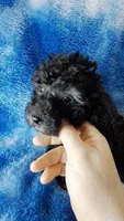 Gray toy poos start out black, a male Poodle - Toy  for sale in Southgate, MI – 8 of 10