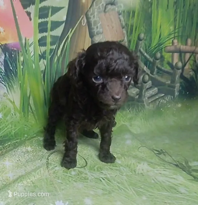 Pixie under 4lbs estimate – Poodle - Toy  puppy for sale in Southgate, MI