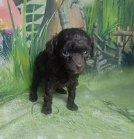 Pixie under 4lbs estimate, a female Poodle - Toy  for sale in Southgate, MI – 1 of 10