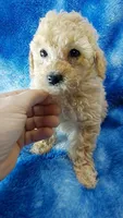 Dott, a female Poodle - Toy  for sale in Southgate, MI – 4 of 10