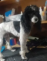 Moomoo Cow, a female Poodle - Miniature  for sale in Southgate, MI – 2 of 5