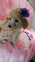 Dotty, a female Poodle - Toy  for sale in Southgate, MI – 5 of 10