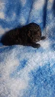 Yacko, a male Poodle - Toy  for sale in Southgate, MI – 3 of 8