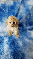 Dott, a female Poodle - Toy  for sale in Southgate, MI – 10 of 10