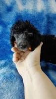 Wesley-- lightens to Gray, a male Poodle - Toy  for sale in Southgate, MI – 9 of 10