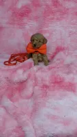 Blinky, a male Poodle - Toy  for sale in Southgate, MI – 7 of 9