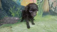 Pixie under 4lbs estimate, a female Poodle - Toy  for sale in Southgate, MI – 10 of 10
