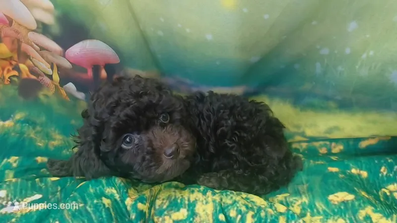 Prue 6 lbs Estimate see Video – Poodle - Toy  puppy for sale in Southgate, MI