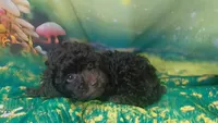 Mocha 6lbs Estimate. Ready2go, a female Poodle - Toy  for sale in Southgate, MI – 1 of 9