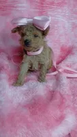 Pinky, a female Poodle - Toy  for sale in Southgate, MI – 4 of 10
