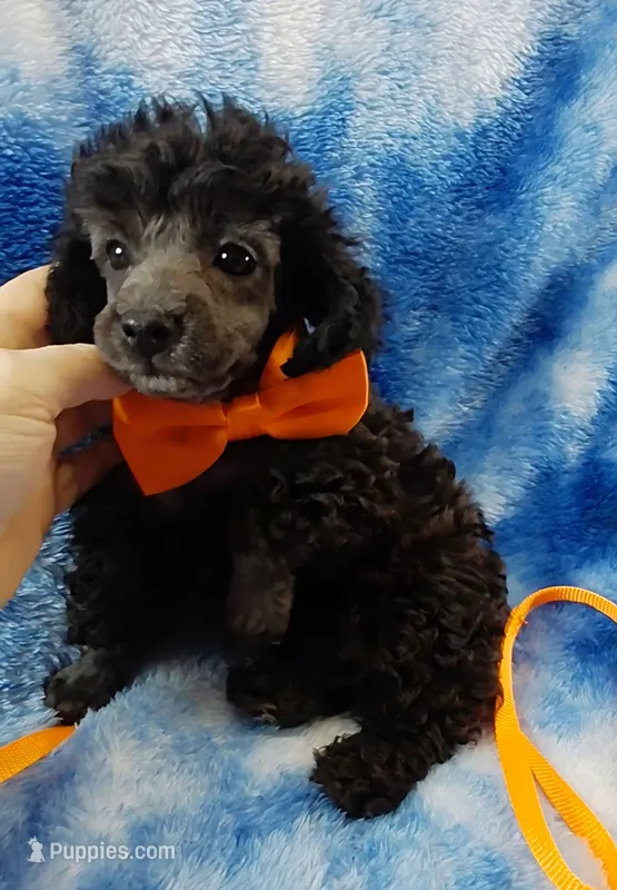 Wesley-- lightens to Gray – Poodle - Toy  puppy for sale in Southgate, MI