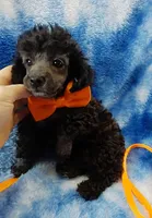 Wesley-- lightens to Gray, a male Poodle - Toy  for sale in Southgate, MI – 1 of 10