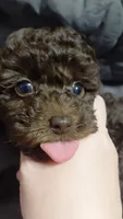 Mocha 6lbs Estimate. Ready2go, a female Poodle - Toy  for sale in Southgate, MI – 5 of 9