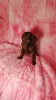 Phoebe charting to be  5.5-6lbs, a female Poodle - Toy  for sale in Southgate, MI – 5 of 5