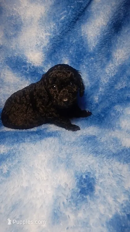 Yacko – Poodle - Toy  puppy for sale in Southgate, MI