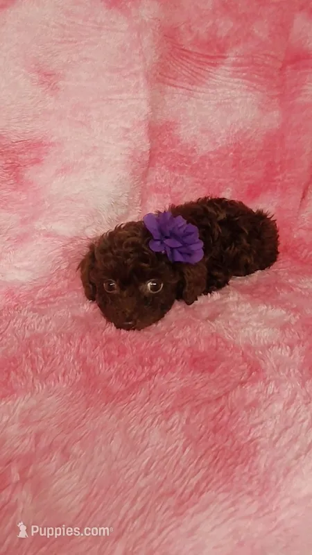 Phoebe F charting to be  4.5-5 lbs – Poodle - Toy  puppy for sale in Southgate, MI