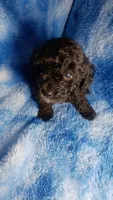Wesley, a male Poodle - Toy  for sale in Southgate, MI – 5 of 7