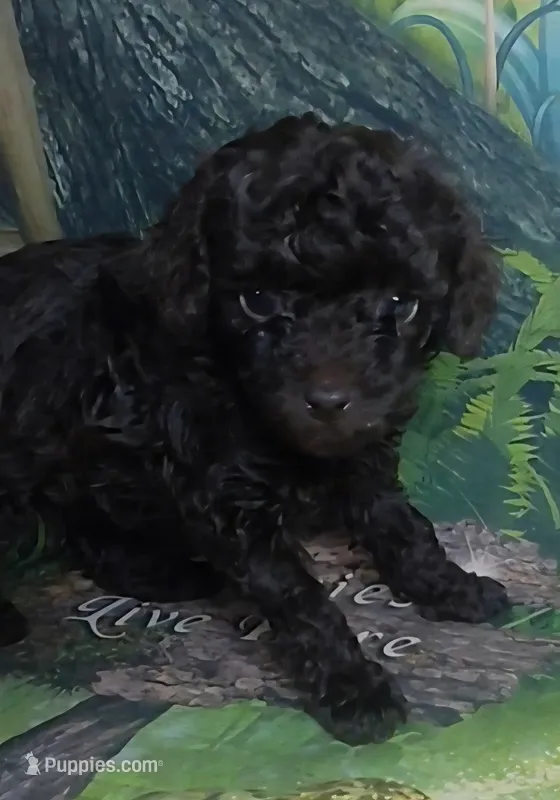 Piper charting to be 5.5-6lbs – Poodle - Toy  puppy for sale in Southgate, MI