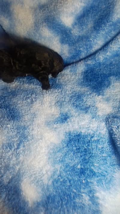 Yacko, a male Poodle - Toy  for sale in Southgate, MI – 8 of 8