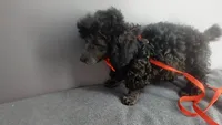 Wes Blue/gray toy poodle, a male Poodle - Toy  for sale in Southgate, MI – 9 of 9