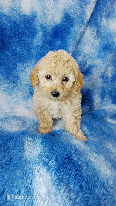 Dott – Poodle - Toy  puppy for sale in Southgate, MI