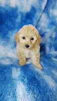 Dott, a female Poodle - Toy  for sale in Southgate, MI – 1 of 10