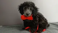 Wes Blue/gray toy poodle, a male Poodle - Toy  for sale in Southgate, MI – 5 of 9