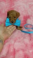 Inky, a male Poodle - Toy  for sale in Southgate, MI – 2 of 8