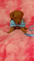 Inky, a male Poodle - Toy  for sale in Southgate, MI – 8 of 8