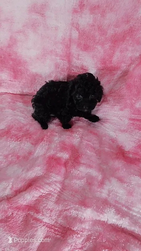 Wilma – Poodle - Toy  puppy for sale in Southgate, MI